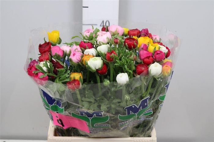 <h4>Ran Gem In Bos</h4>