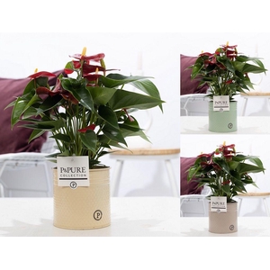 Anthurium red (Micra) in P&PURE zinc Louise 4 ass.3;