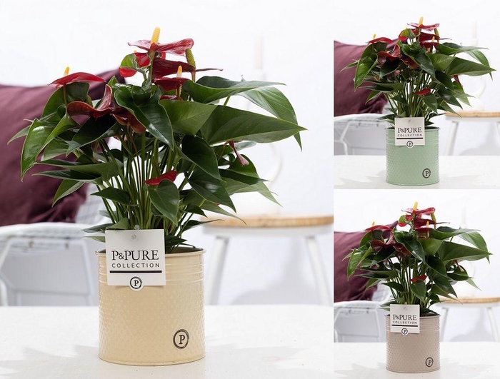 <h4>Anthurium red (Micra) in P&PURE zinc Louise 4 ass.3;</h4>