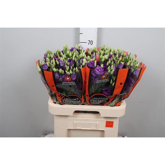 <h4>Eus G Rosi Blue</h4>