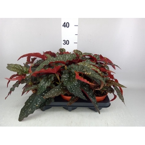 Begonia BD   ...