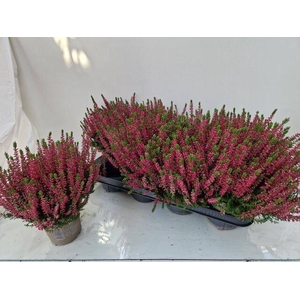 CALLU GA G FRANCA