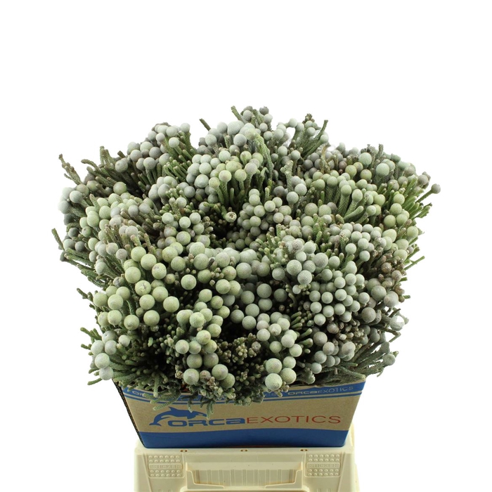 <h4>Kaaps Brunia Laevis (silver)</h4>