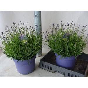 Lavandula angus. 'Hidcote'
