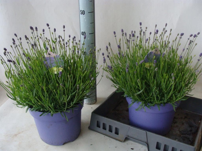 <h4>Lavandula angus. 'Hidcote'</h4>