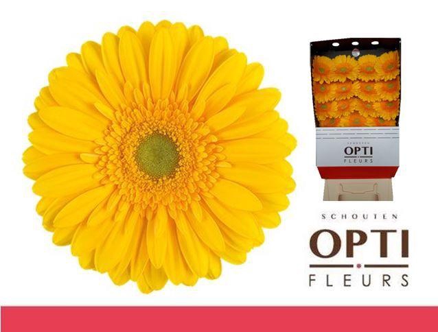 <h4>Gerbera Submarine Diamond</h4>