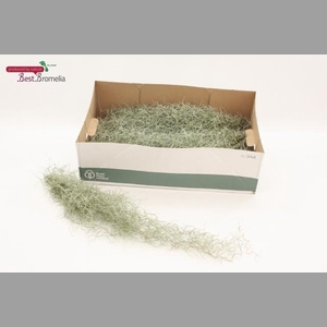 Till Usneoides