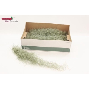 Till Usneoides