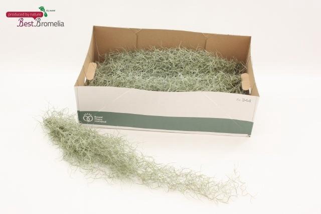 <h4>Till Usneoides</h4>