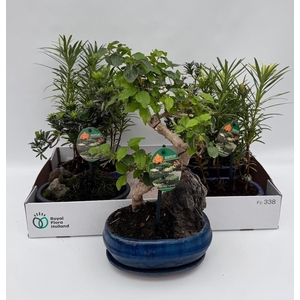 Bonsai Gem