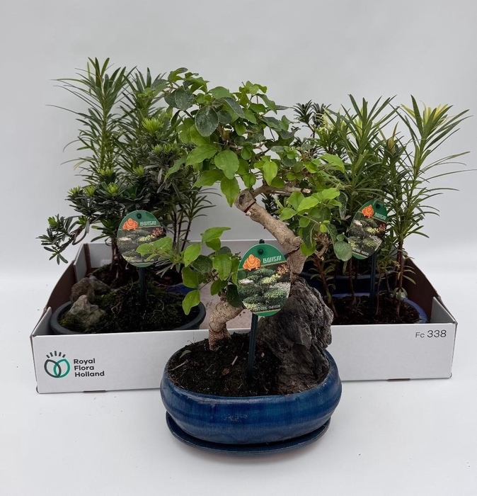 <h4>Bonsai Gem</h4>
