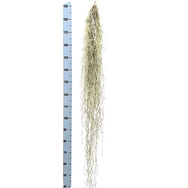 <h4>Tillandsia usneoides grey extreme</h4>