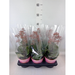 Kalanchoe  'WildFlow Surp Canyon'