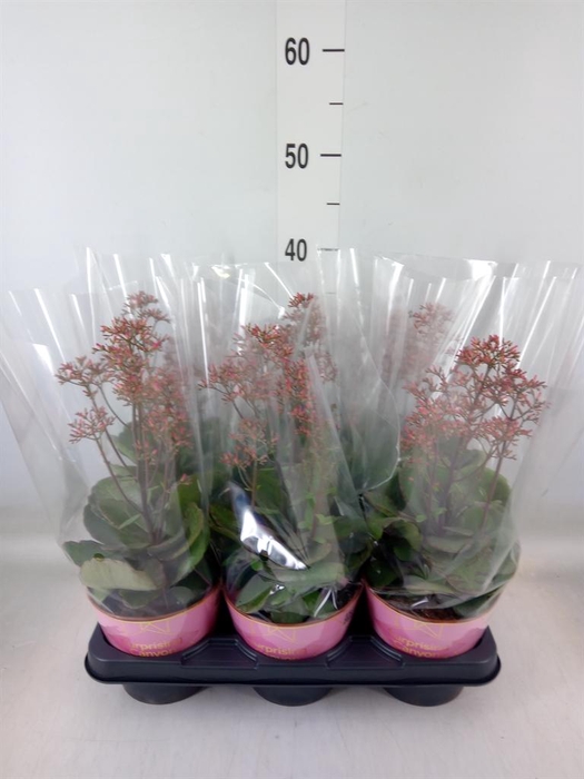 <h4>Kalanchoe  'WildFlow Surp Canyon'</h4>