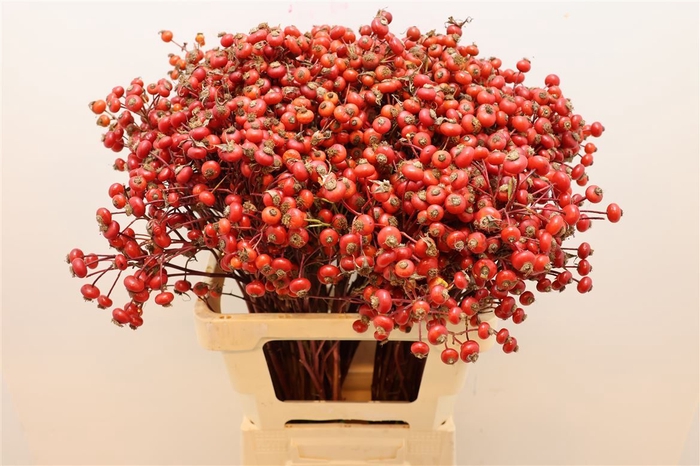 <h4>Rosa Mag Delight</h4>