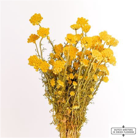 <h4>Dried Lonas Yellow Bunch</h4>