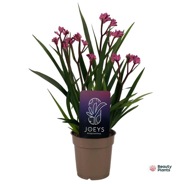 <h4>Anigozanthos Beauty Pink®</h4>