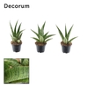 Sansevieria Pineapple 7 cm (Decorum)