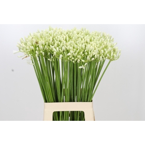 Agapanthus Prinses Marilène