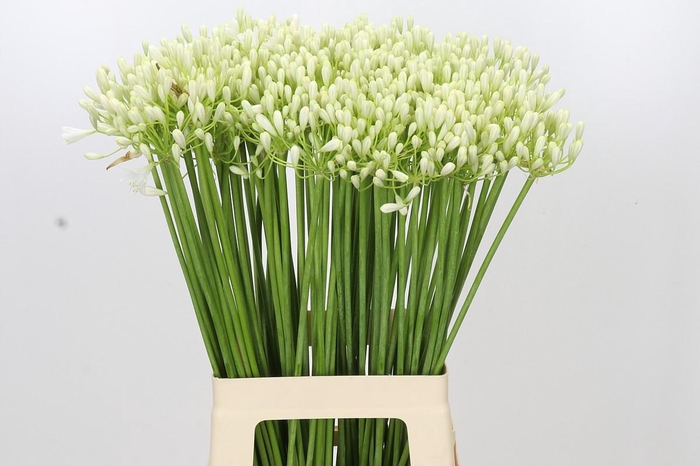 <h4>Agapanthus Prinses Marilène</h4>