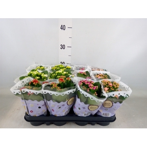 Kalanchoe blos.   ..rosebud mix  5