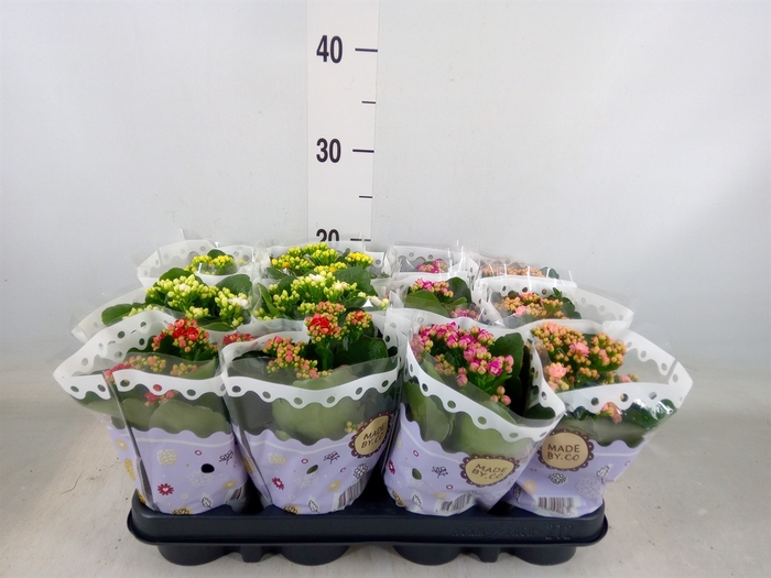 <h4>Kalanchoe blos.   ..rosebud mix  5</h4>