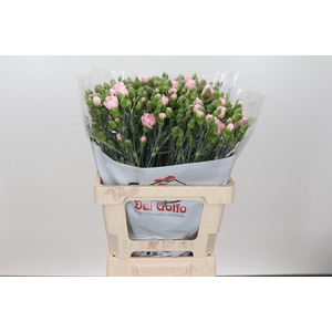 Dianthus Sp Yongo Rosa
