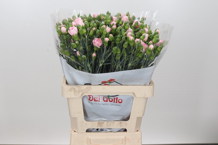 Dianthus Sp Yongo Rosa