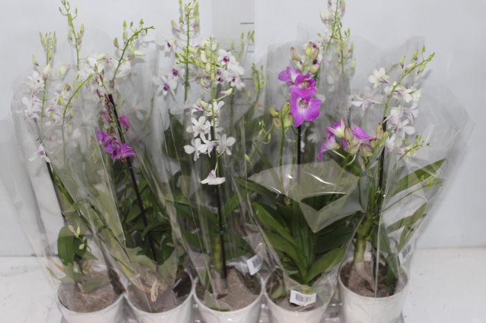 <h4>DENDROBIUM BORNEO P13</h4>