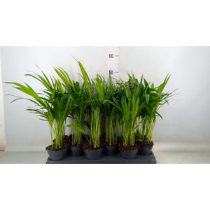 Dypsis lutescens   ...Chrysalidoca