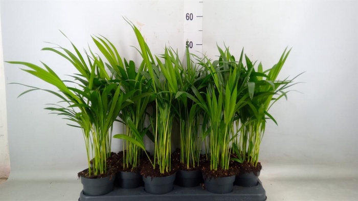 <h4>Dypsis lutescens   ...Chrysalidoca</h4>