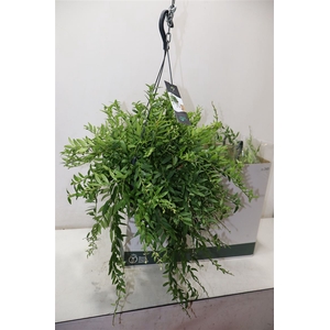 arr8 Aeschyn Caroline