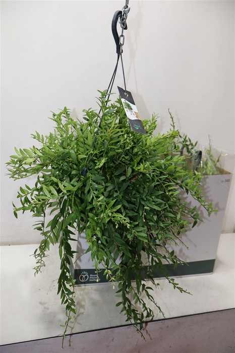 <h4>arr8 Aeschyn Caroline</h4>