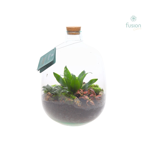 <h4>Terrarium Osaka Medium helder met arrangement</h4>