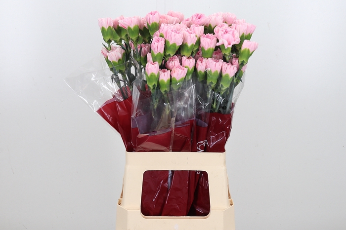 <h4>Di St Pink</h4>