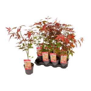 ACER PA ATROPURPUREU