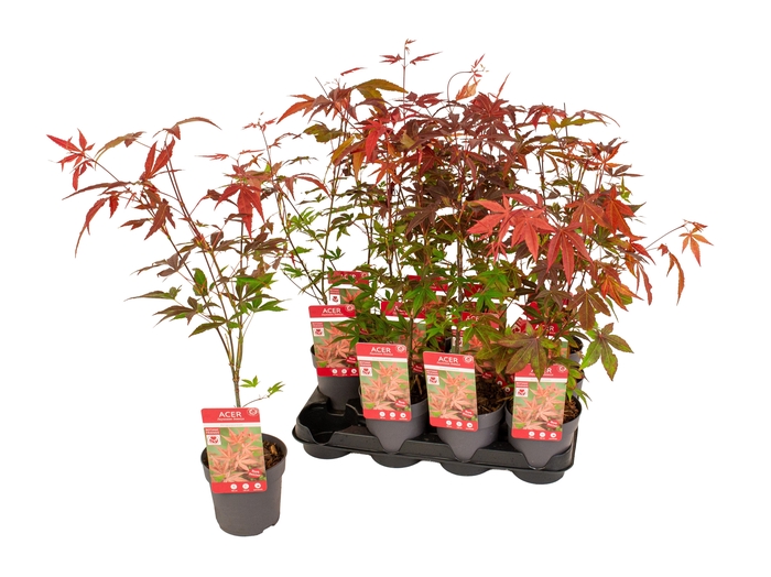 <h4>ACER PA ATROPURPUREU</h4>