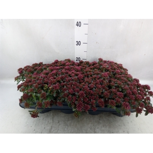 Sedum spurium 'Spot on deep Rose'