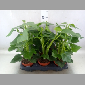 Cissus   ...