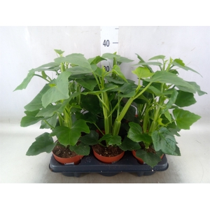 Cissus   ...