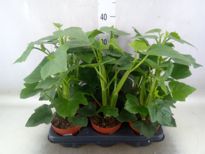 <h4>Cissus   ...</h4>