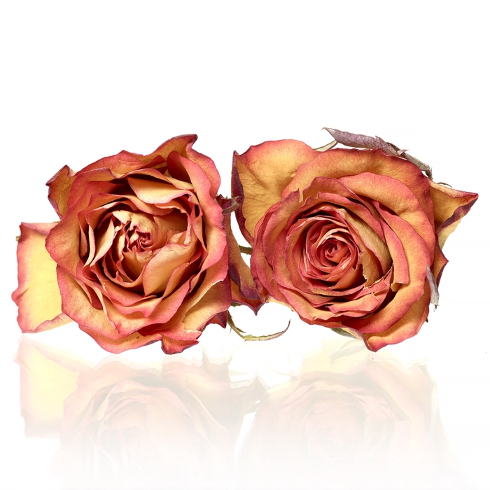 Rose High&Magic orange/yellow 4,5-5cm