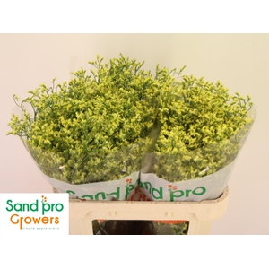 LIM SIN CHINA SUMMER