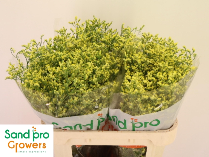 <h4>LIM SIN CHINA SUMMER</h4>