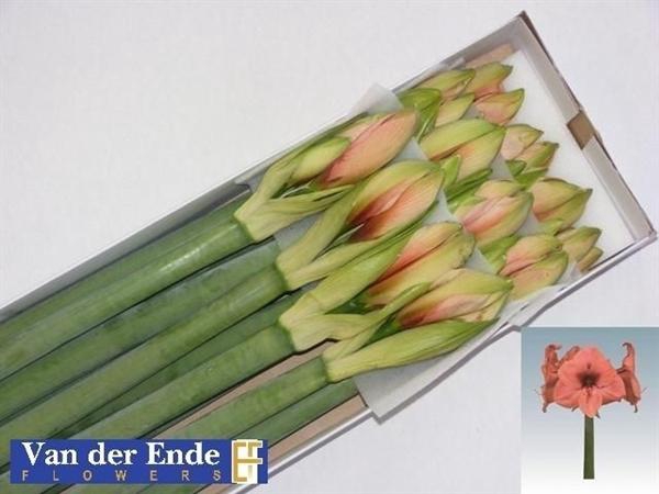 <h4>HIPP ST BOUQUET</h4>