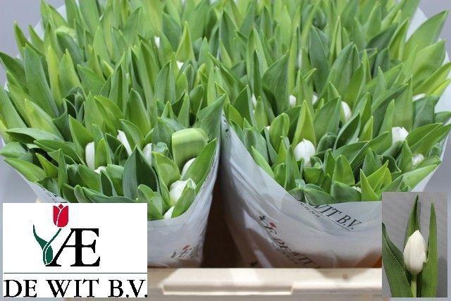 <h4>TU EN ROYAL VIRGIN</h4>