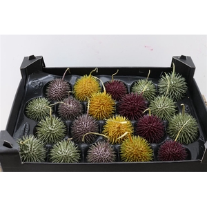 Wax Egel Herfst Mix