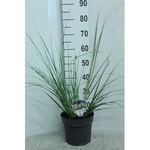 Cortaderia overig Mini silver Pampas