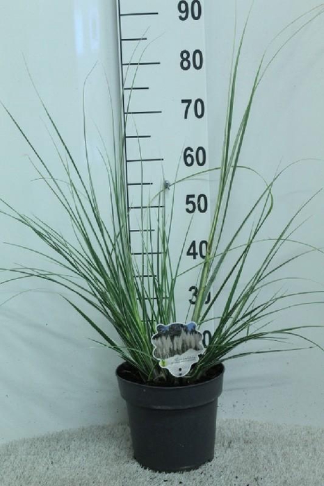 <h4>Cortaderia overig Mini silver Pampas</h4>