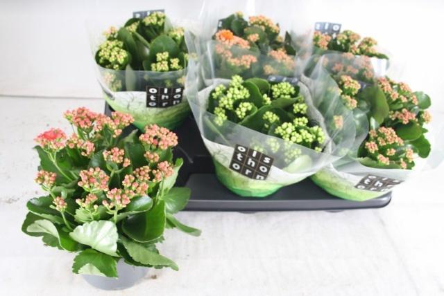 <h4>KAL GE GEM 5 KL</h4>